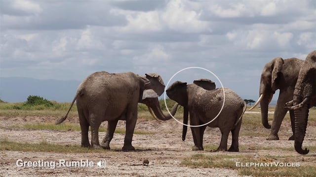 Greeting-Rumble. Context: Affiliative (6)