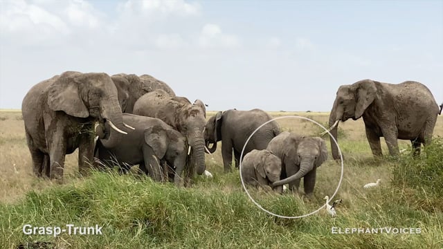 Grasp-Trunk. Context: Calf Reassurance & Protection (4)
