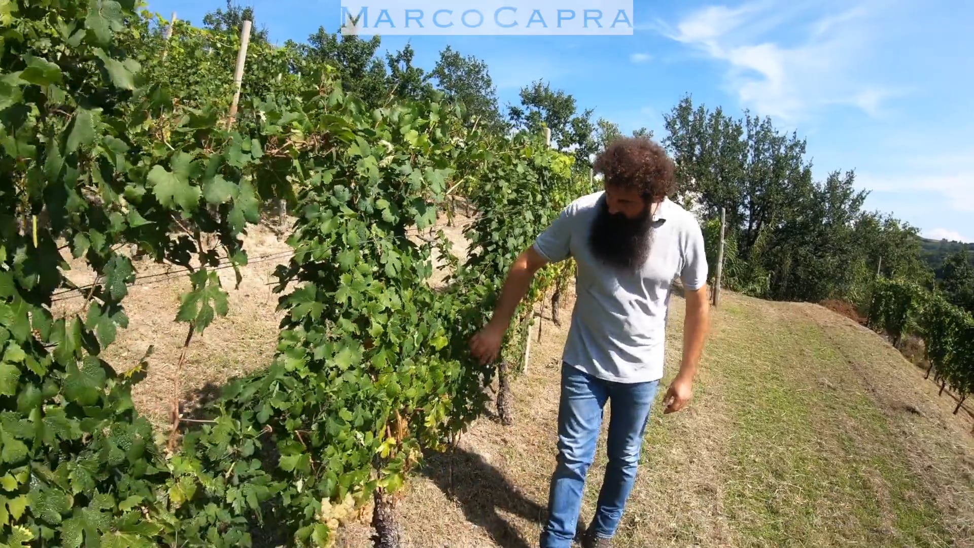 Marco Capra | Il vigneto di Santo Stefano Belbo | The vineyard in Santo Stefano Belbo