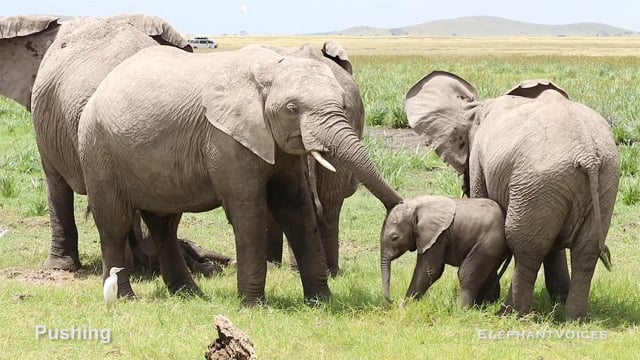 Pushing. Context: Calf Reassurance & Protection (1)
