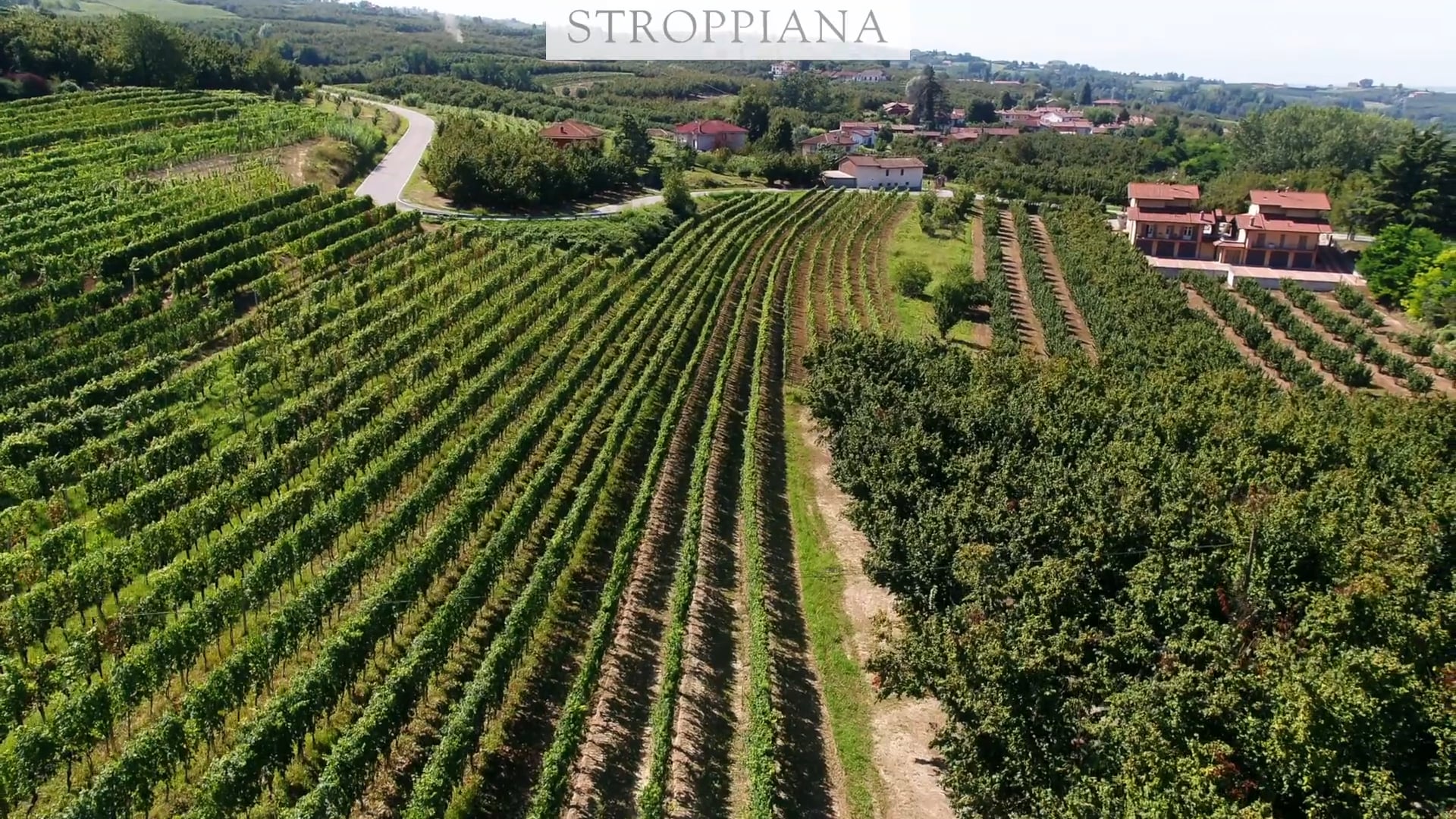 Stroppiana | Il vigneto in La Morra | The vineyard in La Morra