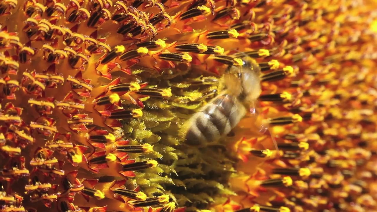 ABC what is pollination on Vimeo
