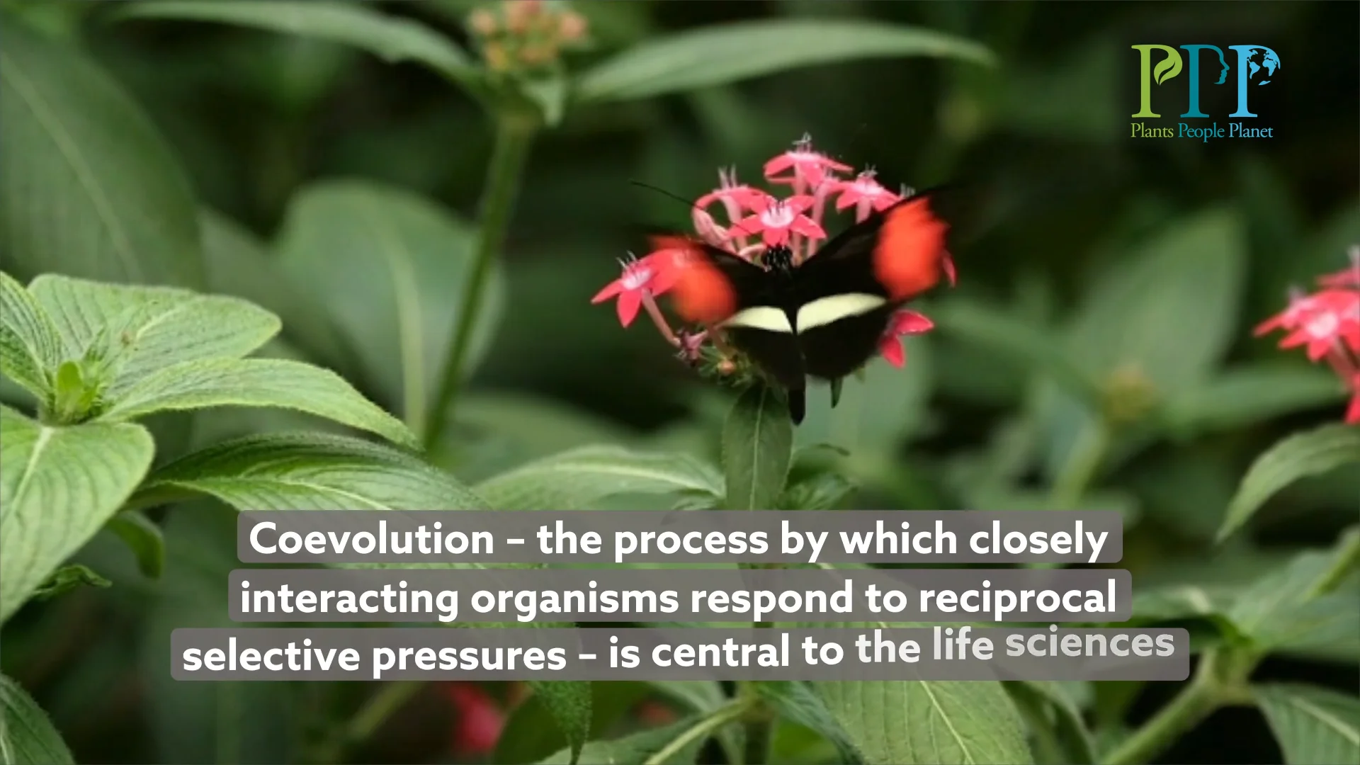 Coevolution as an engine of biodiversity and a cornucopia of ecosystem ...