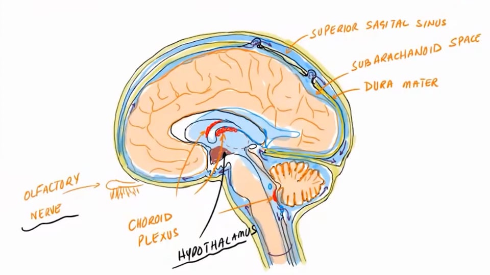 Brain Fog and Other Symptoms In Long Haulers