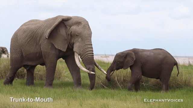 Trunk-to-Mouth. Context: Advertisement & Attraction (1)