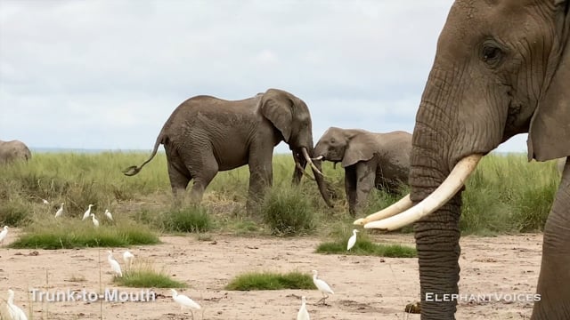 Trunk-to-Mouth. Context: Affiliative (23)