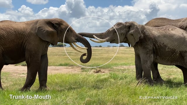 Trunk-to-Mouth. Context: Aggressive (1)