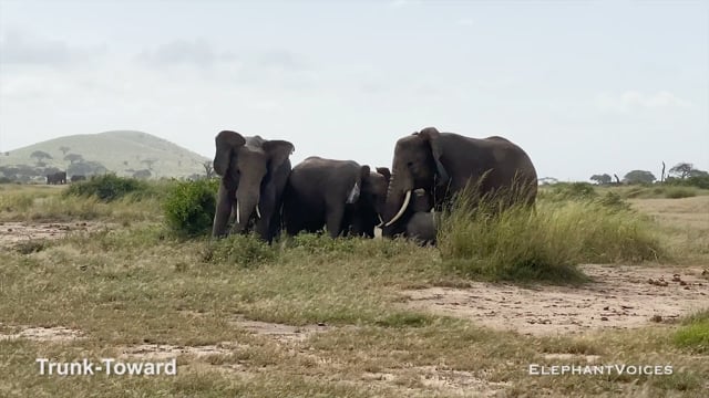 Trunk-Toward. Context: Calf Reassurance & Protection (1)