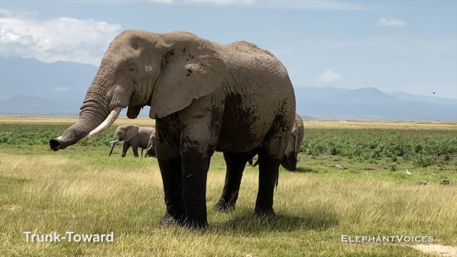 Trunk-Toward. Context: Attentive (4)