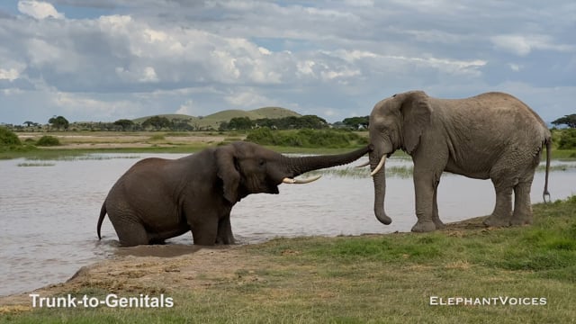 Trunk-to-Genitals. Context: Social Play (4)