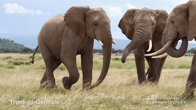 Trunk-to-Genitals. Context: Aggressive (1)