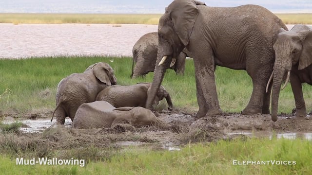 Mud-Wallowing. Context: Maintenance (5)