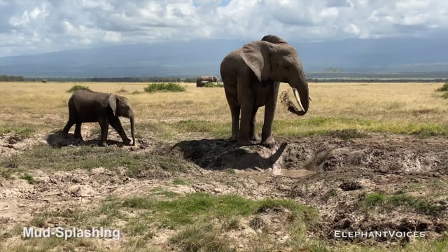 Mud-Splashing. Context: Maintenance (7)