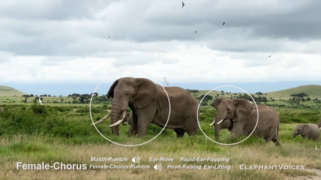 Female-Chorus. Context: Courtship (1)