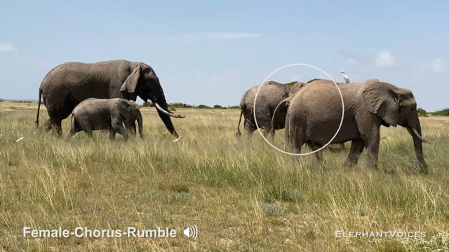Female-Chorus-Rumble. Context: Advertisement & Attraction (4)