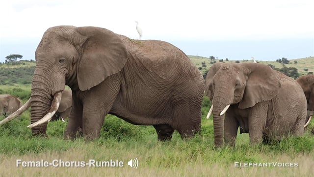 Female-Chorus-Rumble. Context: Courtship (1)