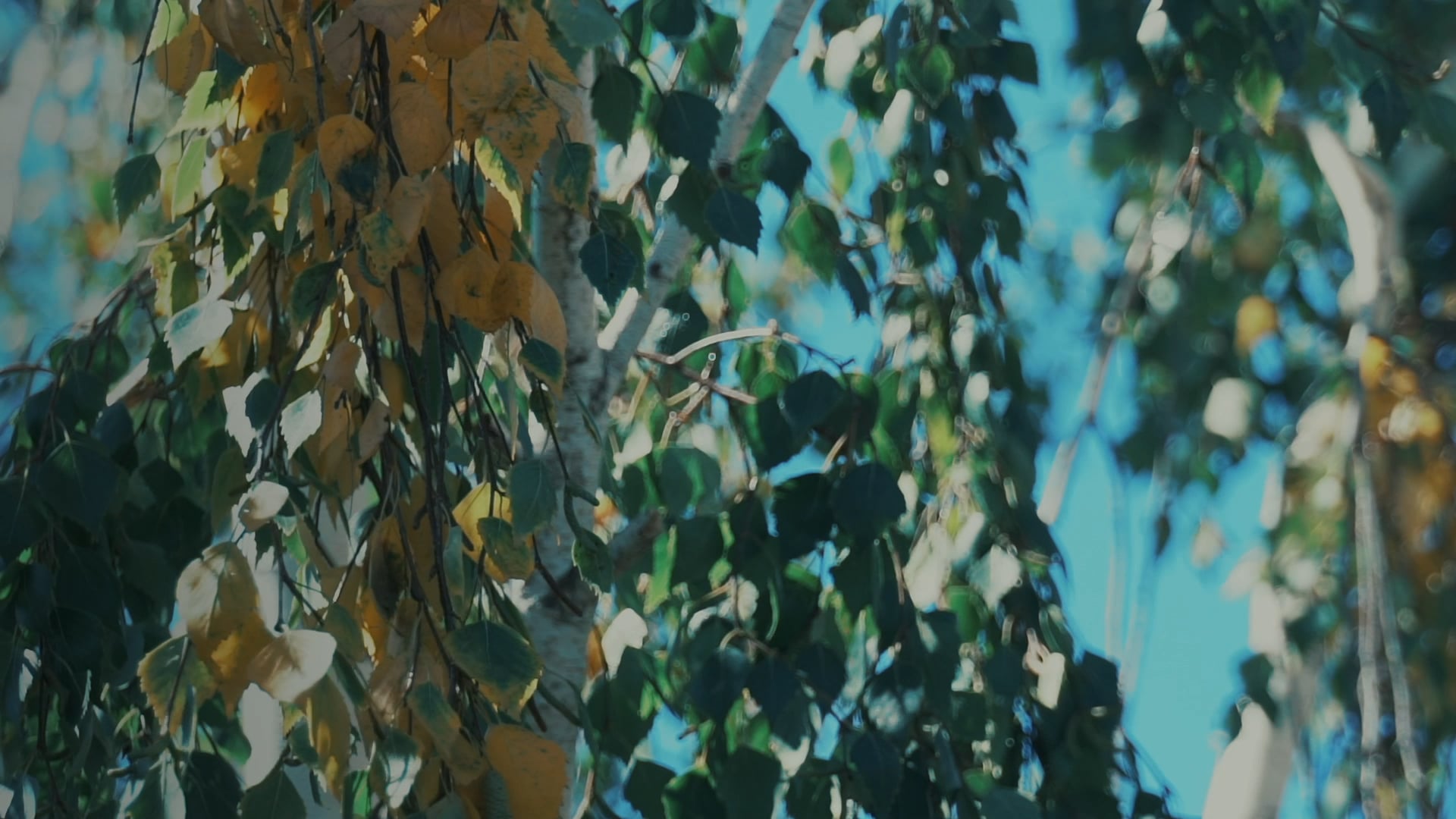 Color of Memories (Opening)