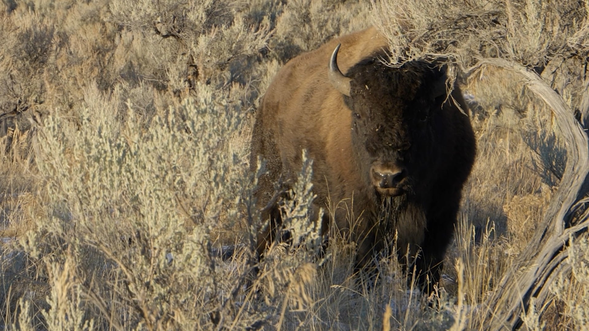 Defenders of Wildlife Podcast