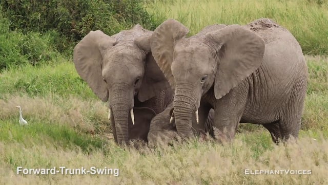 Forward-Trunk-Swing. Context: Social Play (2)