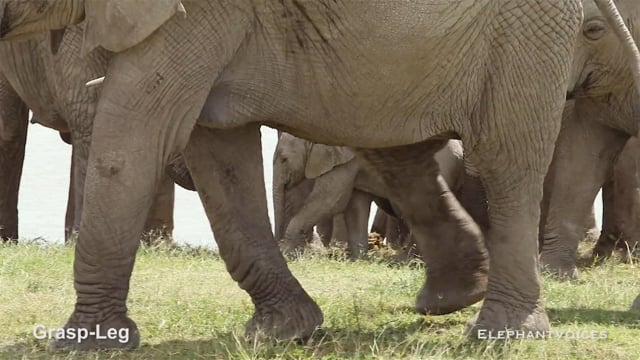 Grasp-Leg. Context: Calf Nourishment & Weaning (2)