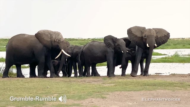 Grumble-Rumble. Context: Calf Nourishment & Weaning (8)