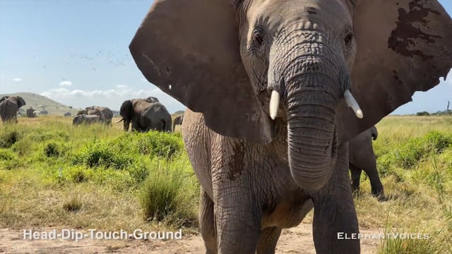 Head-Dip-Touch-Ground. Context: Social Play (2)