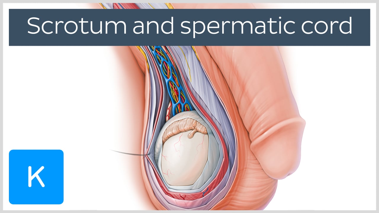 spermatic cord and vas deferens