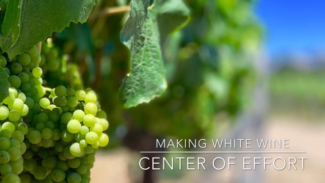 Harvest Up Close - White Wine Fermentation