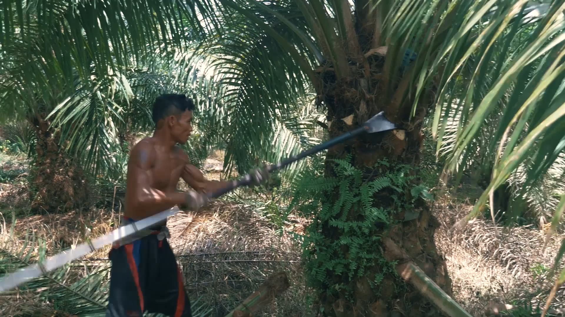Orangutans: Guardians of the Forest