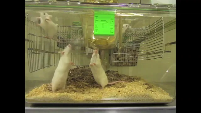 Video: mouse cage enrichment :: Understanding Animal Research