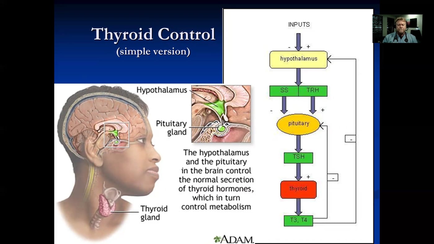 Natural Thyroid Support