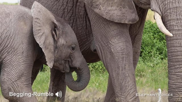 Begging-Rumble. Context: Calf Nourishment & Weaning (6)