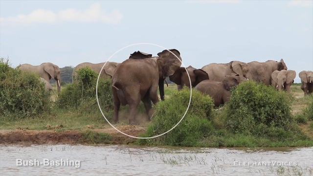 Bush-Bashing. Context: Social Play (3)
