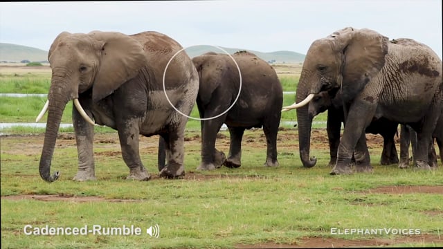 Cadenced-Rumble. Context: Movement Space & Leadership (4)