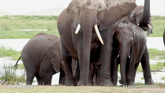 Caressing. Context: Calf Reassurance & Protection (9)