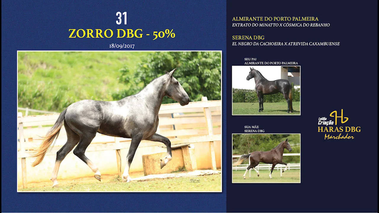 LOTE 31 ZORRO DBG on Vimeo