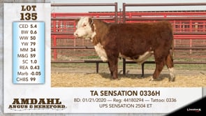 Lot #135 - TA SENSATION 0336H