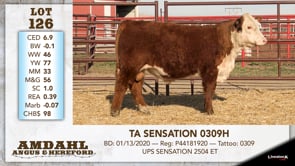 Lot #126 - TA SENSATION 0309H