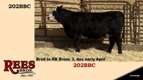 Lot #202BBC - 202BBC