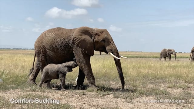 Comfort-Suckling. Context: Calf Reassurance & Protection (6)