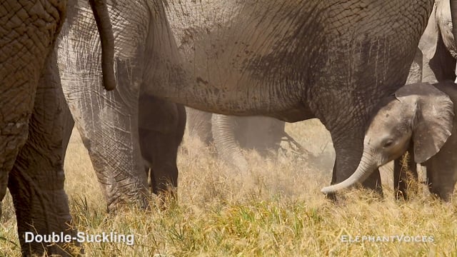 Double-Suckling. Context: Calf Nourishment & Weaning (10)