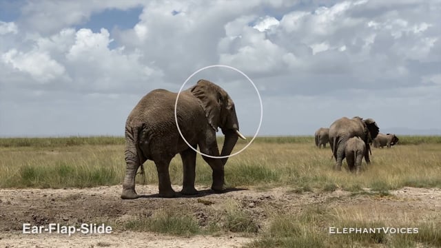 Ear-Flap-Slide. Context: Movement Space & Leadership (21)