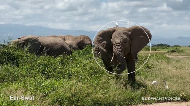 Ear-Swat. Context: Foraging & Comfort Technique (2)