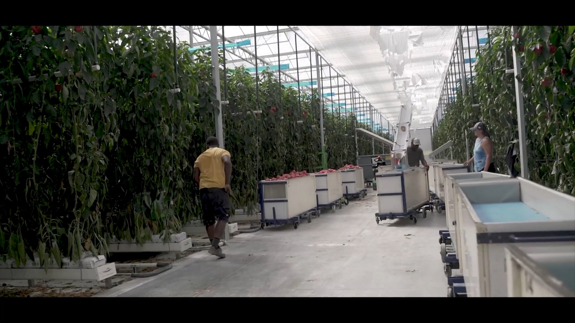 Twin Creeks Greenhouse Inc.