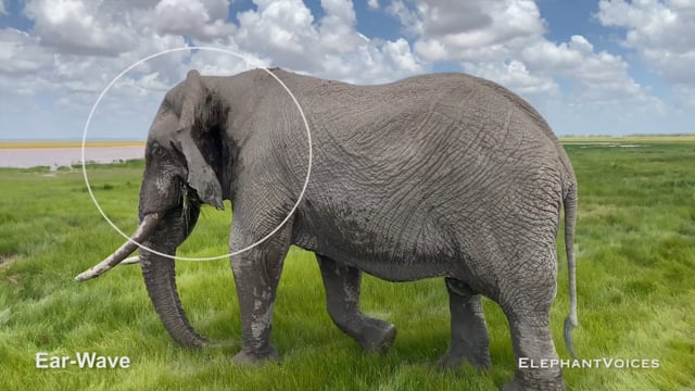 Ear-Wave. Context: Advertisement & Attraction (18)