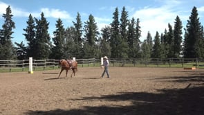 The Aids Part II - Setting up for Gaits