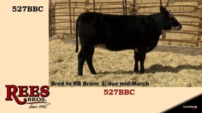 Lot #527BBC - 527BBC