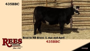 Lot #435BBC - 435BBC