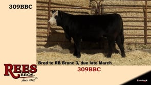Lot #309BBC - 309BBC