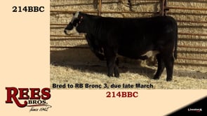 Lot #214BBC - 214BBC